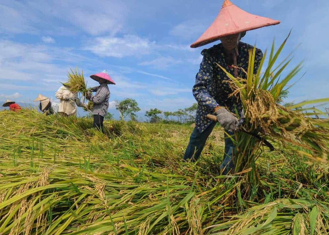 Pertanian Desa Tajur Halang